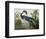 Louisiana Heron from "Birds of America"-John James Audubon-Framed Premium Giclee Print