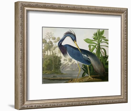 Louisiana Heron from "Birds of America"-John James Audubon-Framed Premium Giclee Print