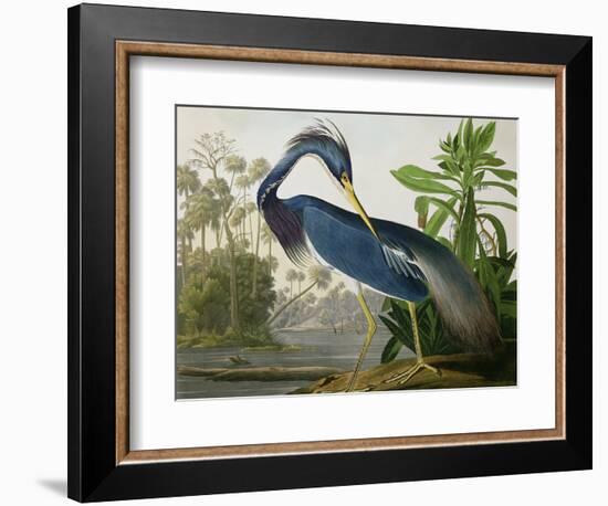 Louisiana Heron from "Birds of America"-John James Audubon-Framed Premium Giclee Print