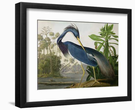 Louisiana Heron from "Birds of America"-John James Audubon-Framed Premium Giclee Print