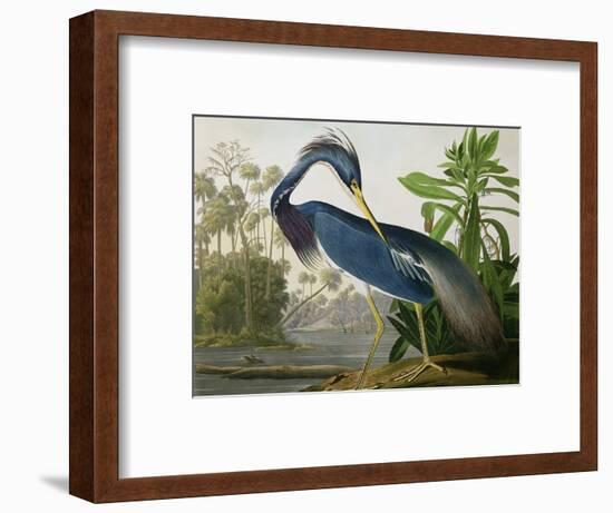 Louisiana Heron from "Birds of America"-John James Audubon-Framed Premium Giclee Print