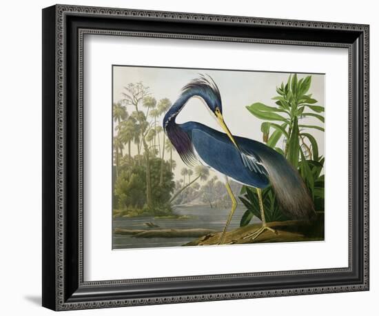 Louisiana Heron from "Birds of America"-John James Audubon-Framed Premium Giclee Print