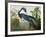 Louisiana Heron from "Birds of America"-John James Audubon-Framed Premium Giclee Print