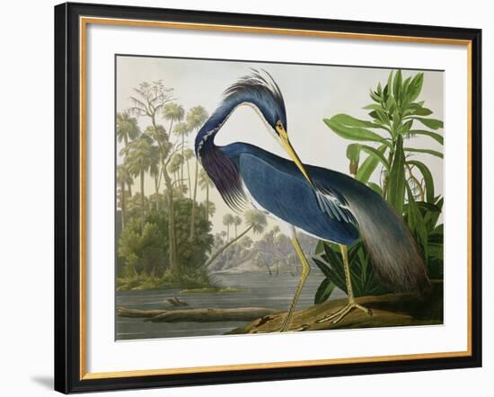 Louisiana Heron from "Birds of America"-John James Audubon-Framed Premium Giclee Print