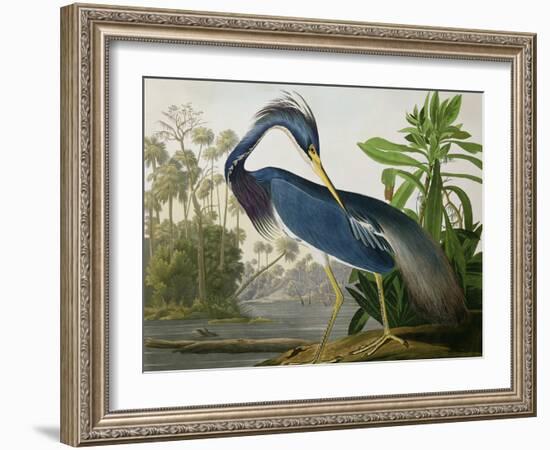 Louisiana Heron from "Birds of America"-John James Audubon-Framed Giclee Print