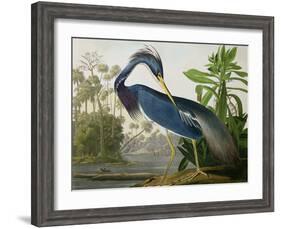 Louisiana Heron from "Birds of America"-John James Audubon-Framed Giclee Print
