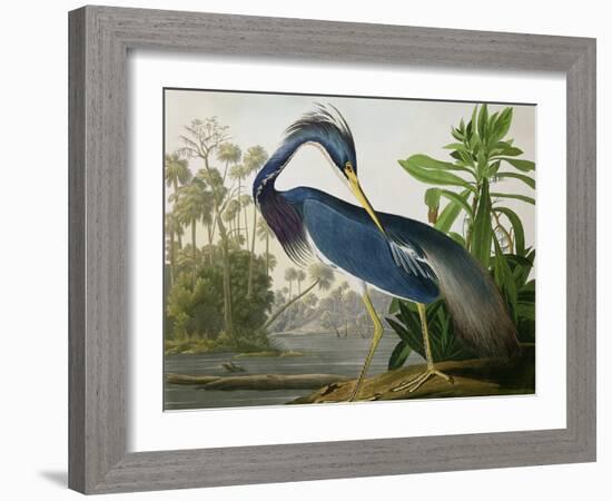 Louisiana Heron from "Birds of America"-John James Audubon-Framed Giclee Print