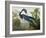 Louisiana Heron from "Birds of America"-John James Audubon-Framed Giclee Print