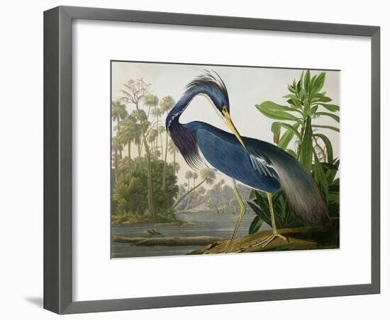 Louisiana Heron from "Birds of America"-John James Audubon-Framed Giclee Print