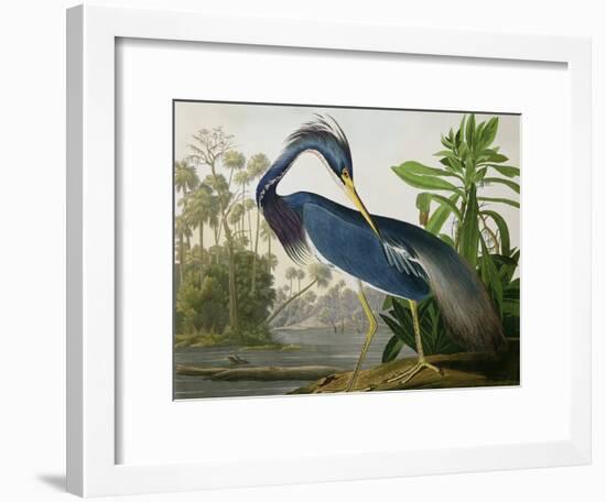 Louisiana Heron from "Birds of America"-John James Audubon-Framed Giclee Print