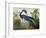 Louisiana Heron from "Birds of America"-John James Audubon-Framed Giclee Print