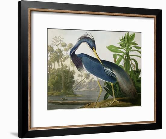 Louisiana Heron from "Birds of America"-John James Audubon-Framed Giclee Print