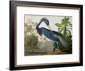 Louisiana Heron from "Birds of America"-John James Audubon-Framed Giclee Print