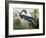 Louisiana Heron from "Birds of America"-John James Audubon-Framed Giclee Print