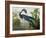 Louisiana Heron from "Birds of America"-John James Audubon-Framed Giclee Print