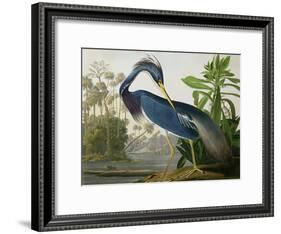 Louisiana Heron from "Birds of America"-John James Audubon-Framed Giclee Print