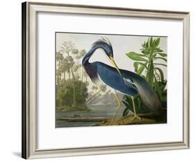 Louisiana Heron from "Birds of America"-John James Audubon-Framed Giclee Print