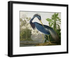 Louisiana Heron from "Birds of America"-John James Audubon-Framed Giclee Print