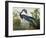 Louisiana Heron from "Birds of America"-John James Audubon-Framed Giclee Print