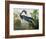 Louisiana Heron from "Birds of America"-John James Audubon-Framed Giclee Print