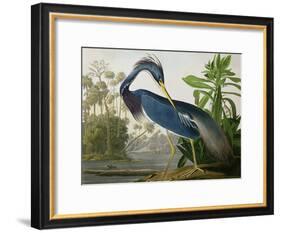 Louisiana Heron from "Birds of America"-John James Audubon-Framed Giclee Print