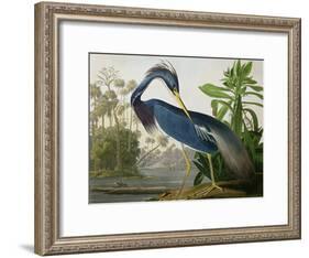 Louisiana Heron from "Birds of America"-John James Audubon-Framed Giclee Print