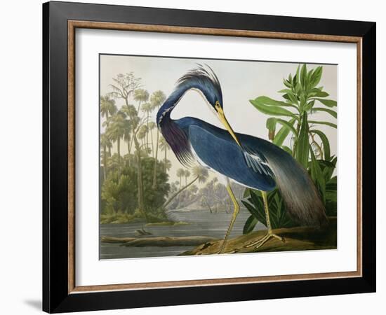 Louisiana Heron from "Birds of America"-John James Audubon-Framed Giclee Print