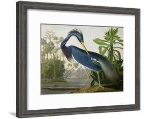 Louisiana Heron from "Birds of America"-John James Audubon-Framed Giclee Print