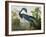 Louisiana Heron from "Birds of America"-John James Audubon-Framed Giclee Print