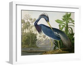 Louisiana Heron from "Birds of America"-John James Audubon-Framed Giclee Print