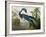 Louisiana Heron from "Birds of America"-John James Audubon-Framed Giclee Print