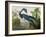 Louisiana Heron from "Birds of America"-John James Audubon-Framed Giclee Print