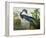 Louisiana Heron from "Birds of America"-John James Audubon-Framed Giclee Print