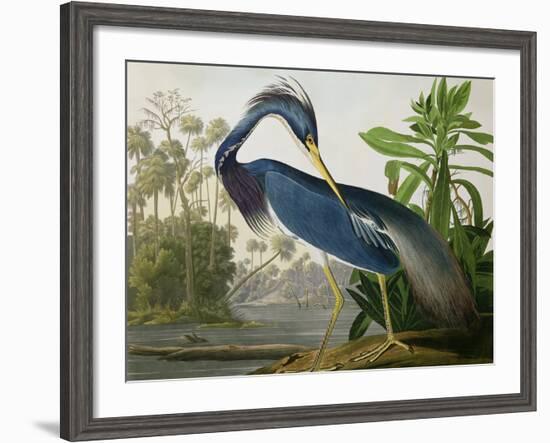 Louisiana Heron from "Birds of America"-John James Audubon-Framed Giclee Print