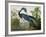 Louisiana Heron from "Birds of America"-John James Audubon-Framed Giclee Print