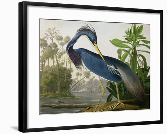 Louisiana Heron from "Birds of America"-John James Audubon-Framed Giclee Print