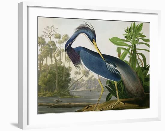 Louisiana Heron from "Birds of America"-John James Audubon-Framed Giclee Print