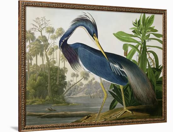 Louisiana Heron from "Birds of America"-John James Audubon-Framed Giclee Print