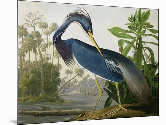 Louisiana Heron from "Birds of America"-John James Audubon-Mounted Giclee Print