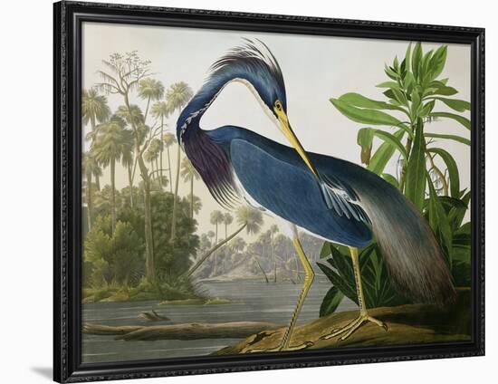 Louisiana Heron from "Birds of America"-John James Audubon-Framed Giclee Print