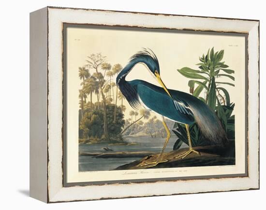 Louisiana Heron Plate 217-Porter Design-Framed Premier Image Canvas