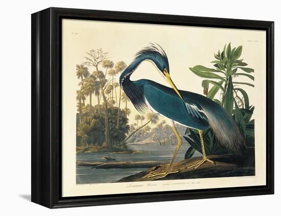 Louisiana Heron Plate 217-Porter Design-Framed Premier Image Canvas