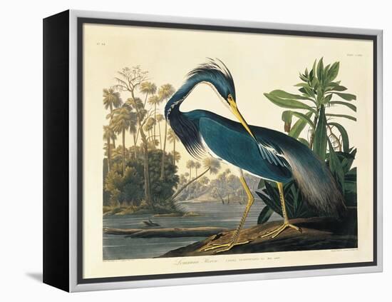 Louisiana Heron Plate 217-Porter Design-Framed Premier Image Canvas