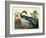 Louisiana Heron Plate 217-Porter Design-Framed Giclee Print