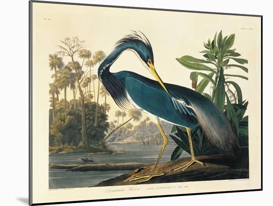 Louisiana Heron Plate 217-Porter Design-Mounted Giclee Print