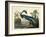 Louisiana Heron Plate 217-Porter Design-Framed Giclee Print