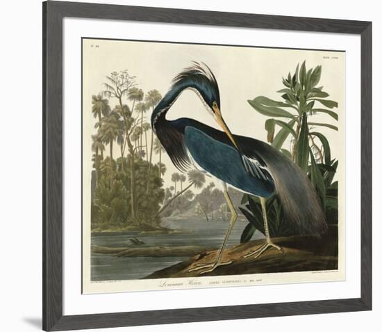 Louisiana Heron-John James Audubon-Framed Giclee Print