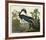 Louisiana Heron-John James Audubon-Framed Giclee Print