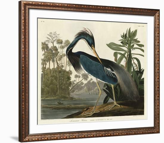 Louisiana Heron-John James Audubon-Framed Giclee Print