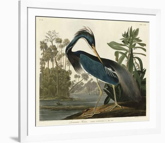 Louisiana Heron-John James Audubon-Framed Giclee Print